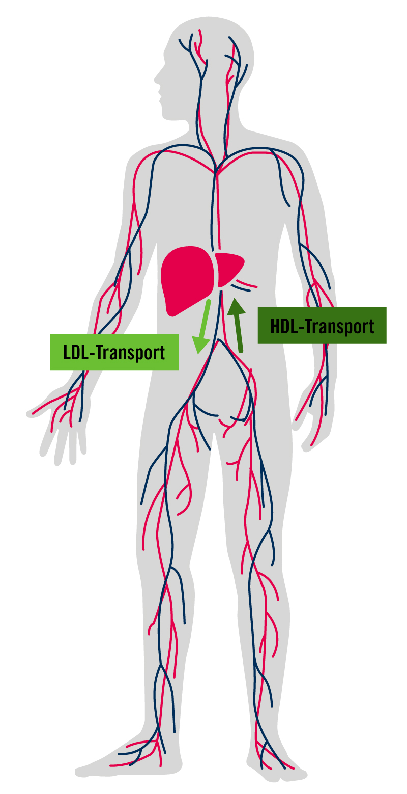 hdl-ldl